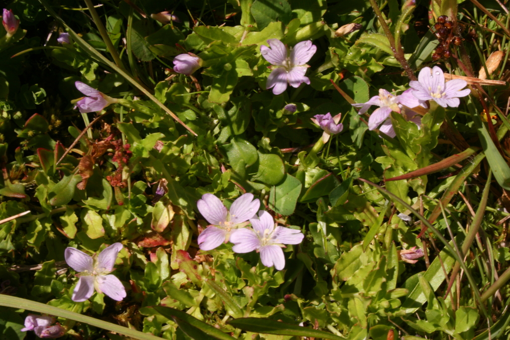 Epilobium curtisiae (hero image)