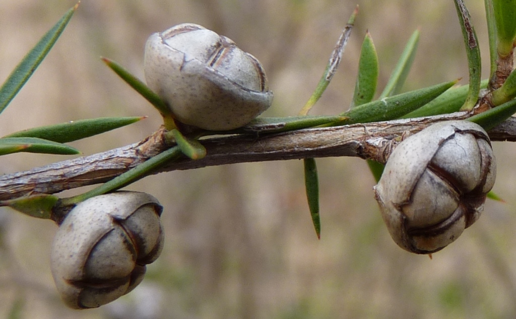 Leptospermum continentale (hero image)