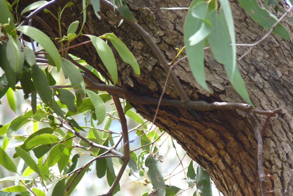 Muellerina eucalyptoides (hero image)