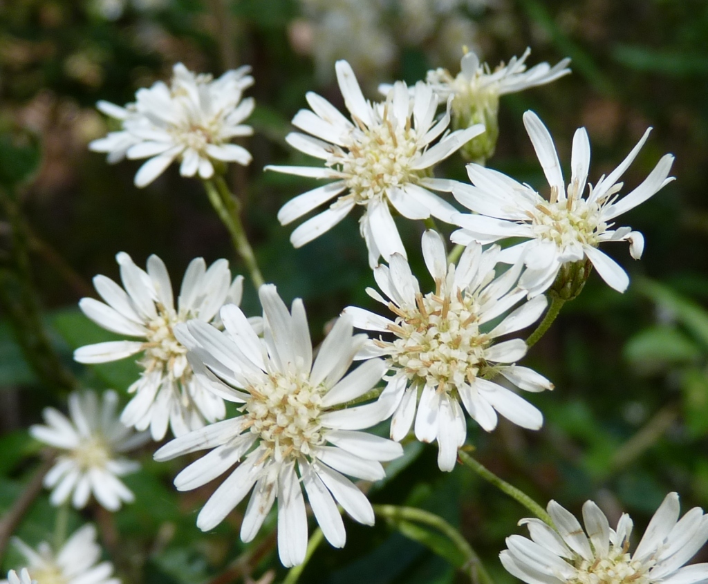 Olearia lirata (hero image)