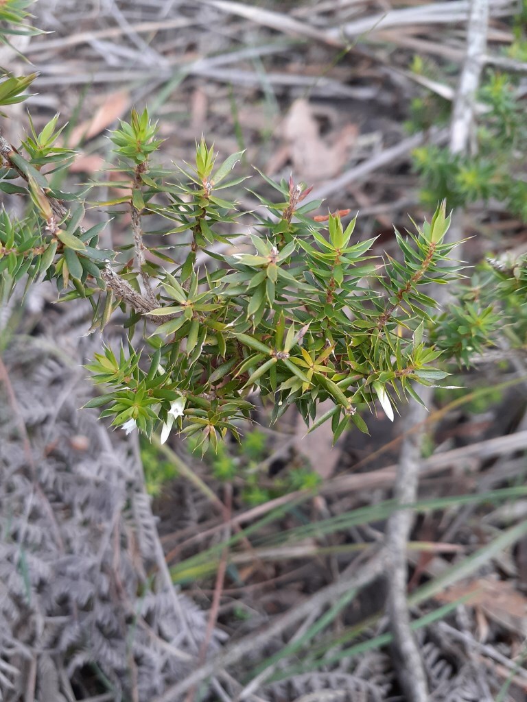 Styphelia sieberi (hero image)