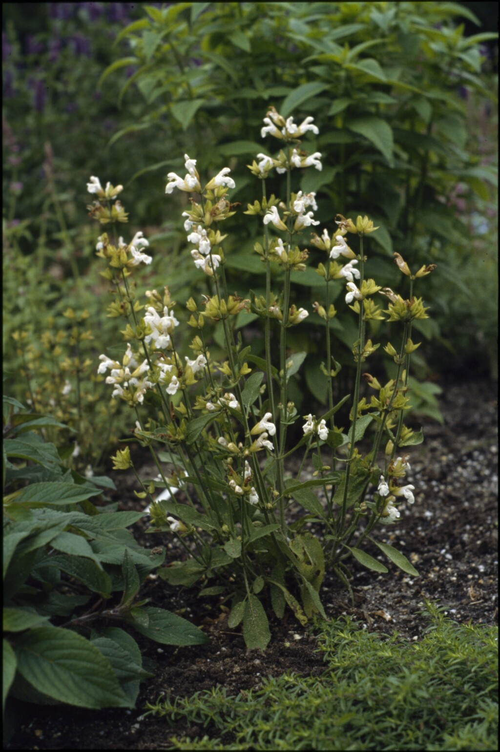 Salvia apiana (hero image)