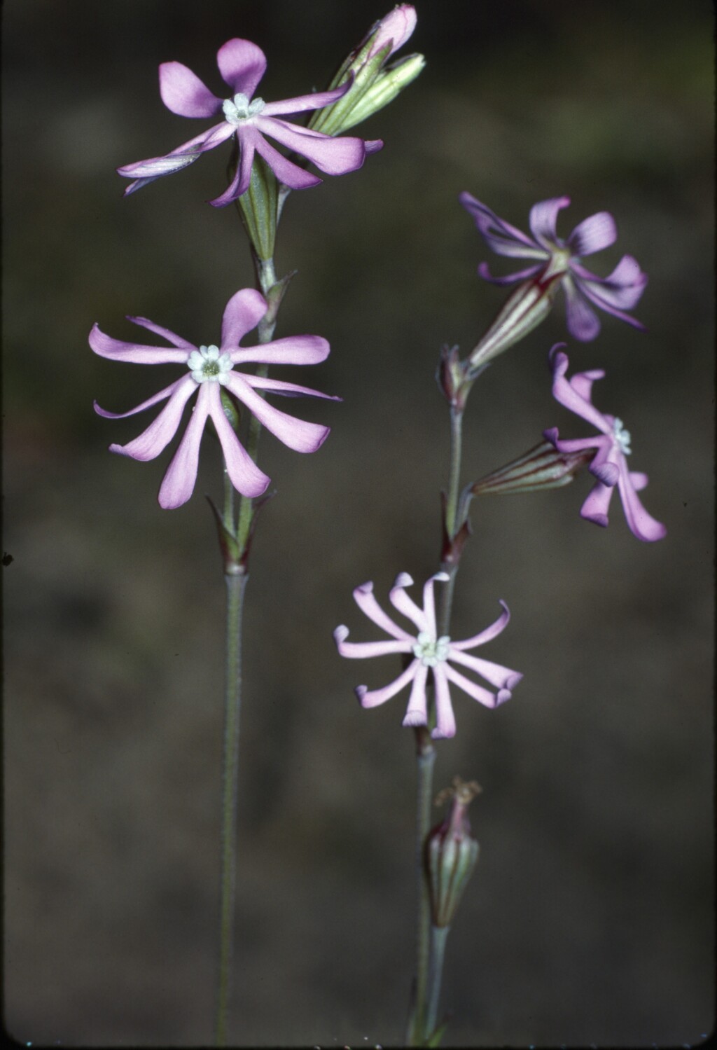 Silene longicaulis (hero image)