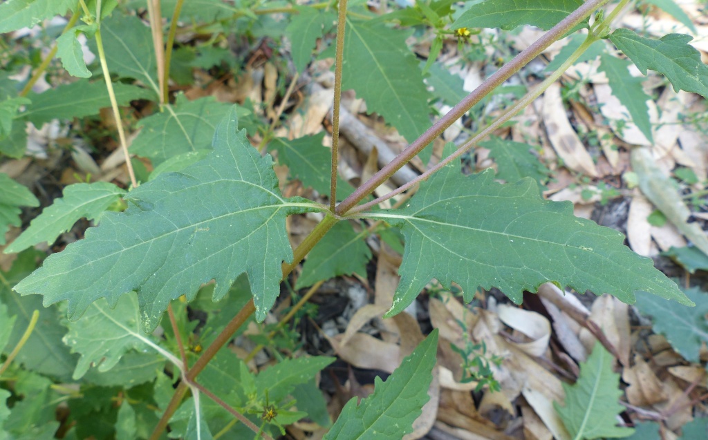 Sigesbeckia (hero image)