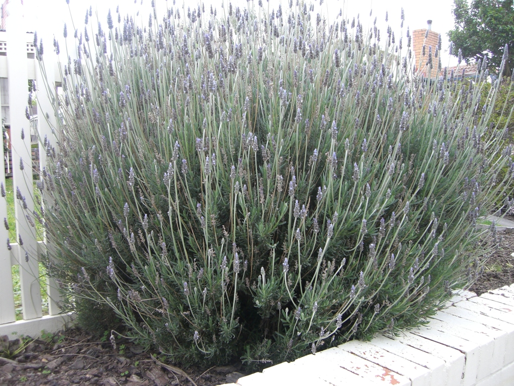 Lavandula dentata (hero image)