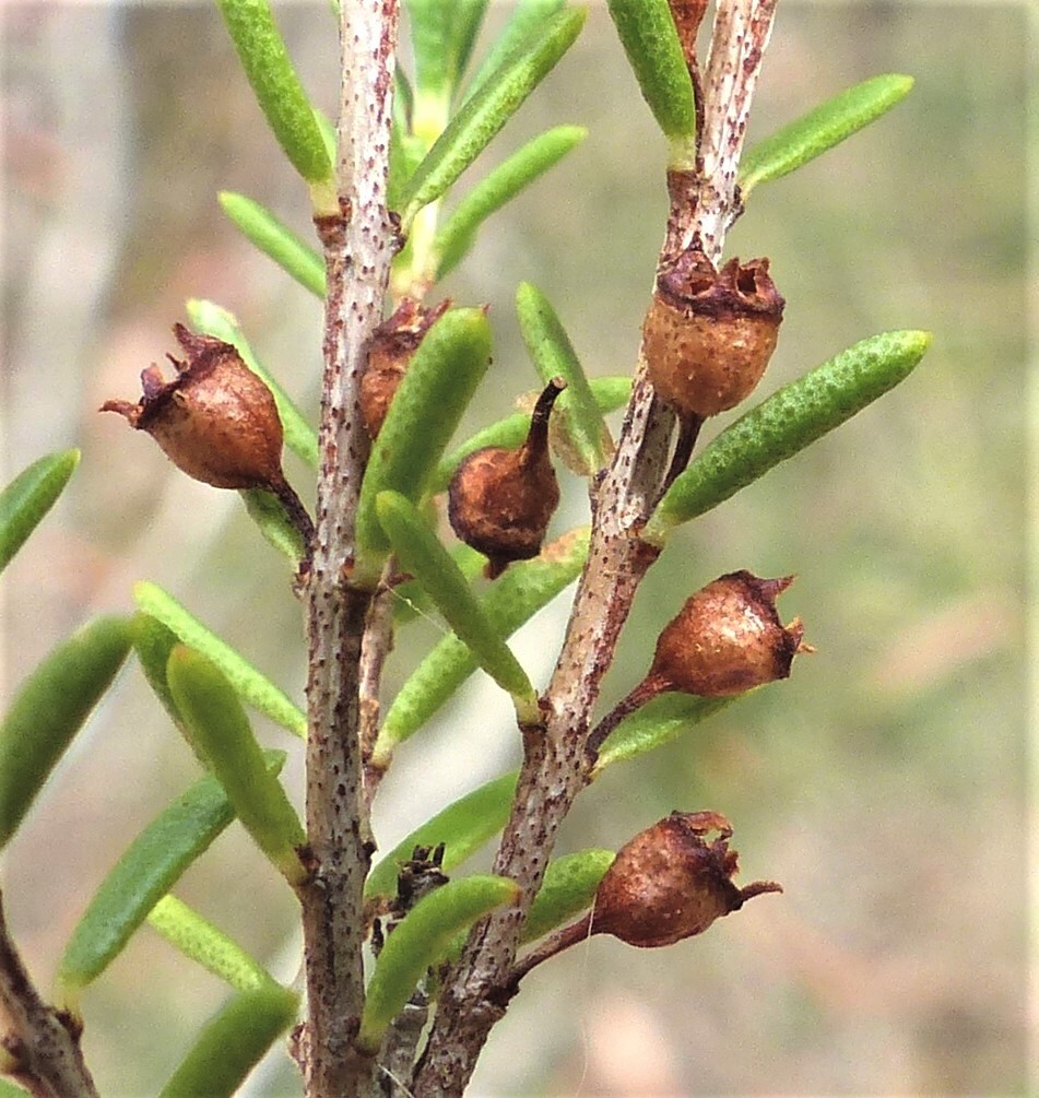 Baeckea utilis (hero image)