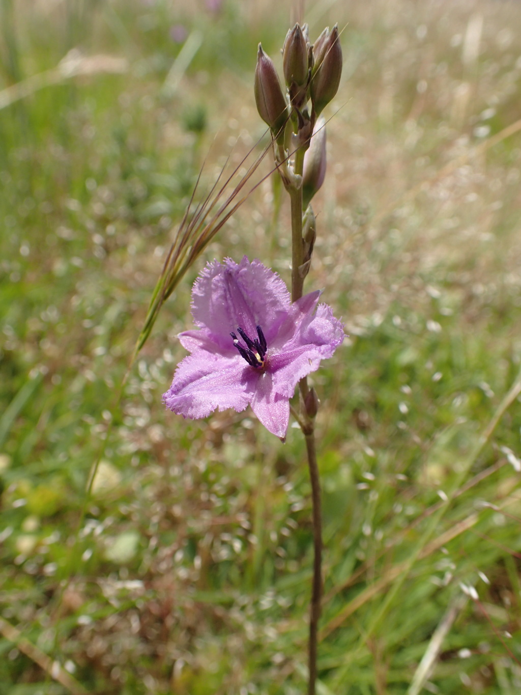 Arthropodium sp. 3 (hero image)