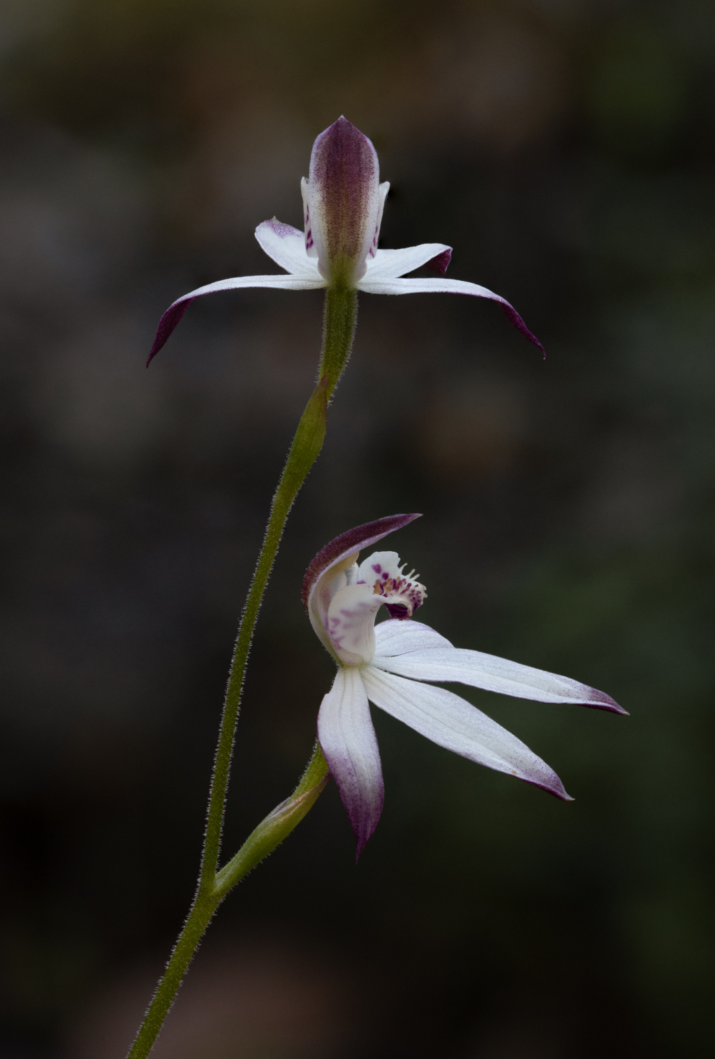 Caladenia moschata (hero image)