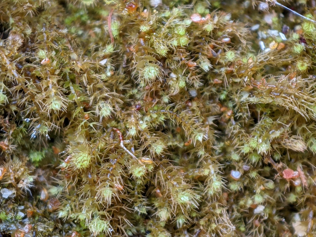Pseudolepicoleaceae (hero image)