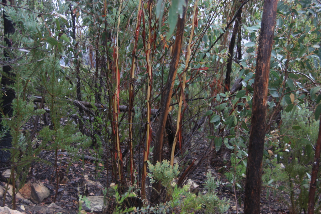Eucalyptus saxatilis (hero image)