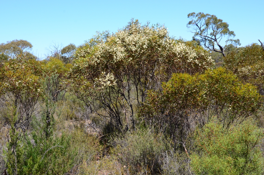 Eucalyptus leptophylla (hero image)