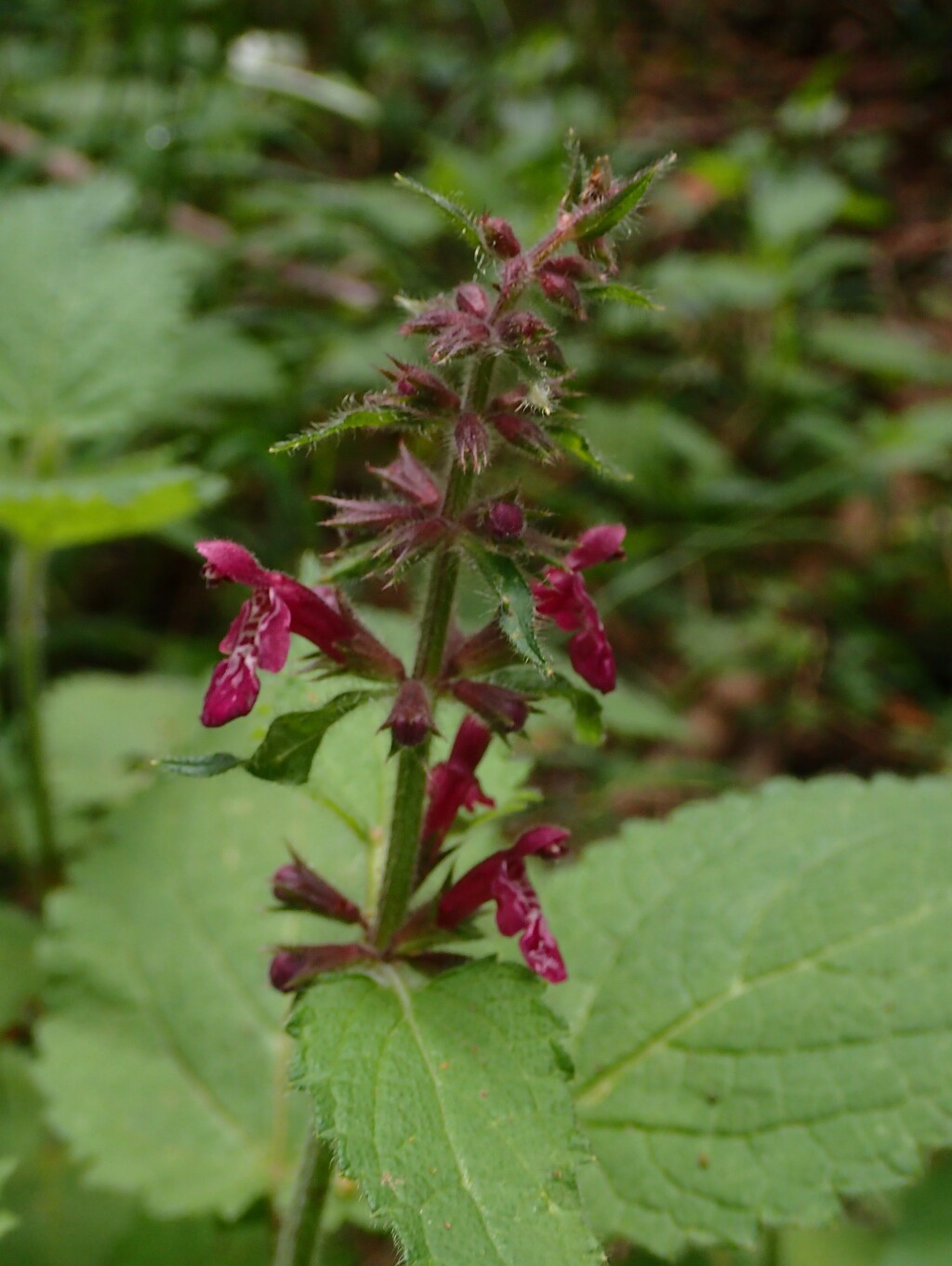 Stachys (hero image)