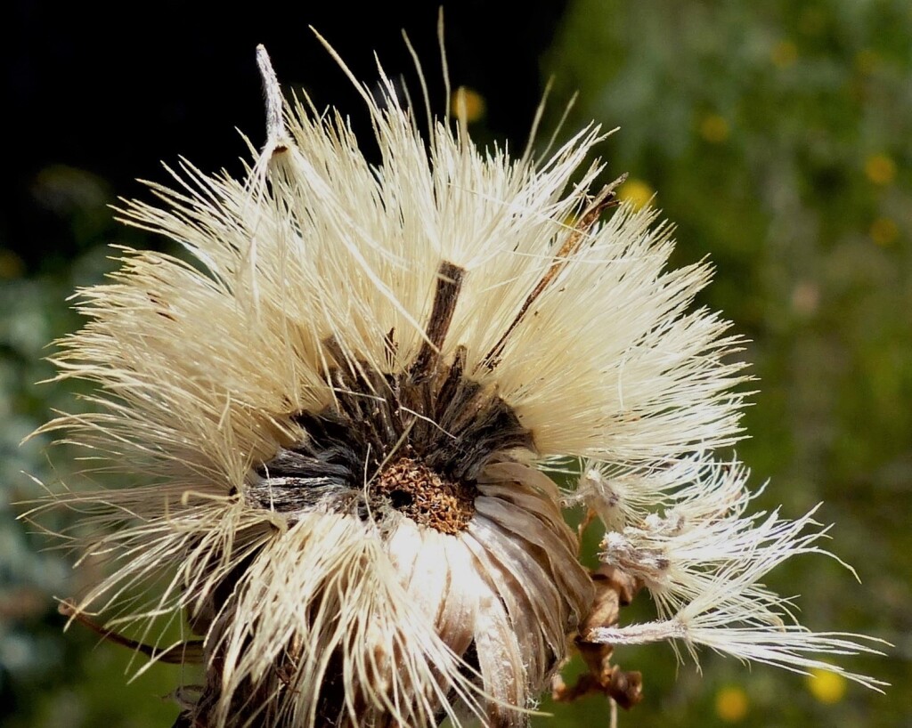 Celmisia sericophylla (hero image)