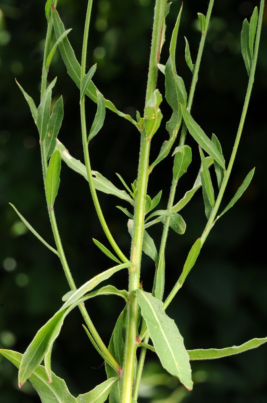 Oenothera lindheimeri (hero image)