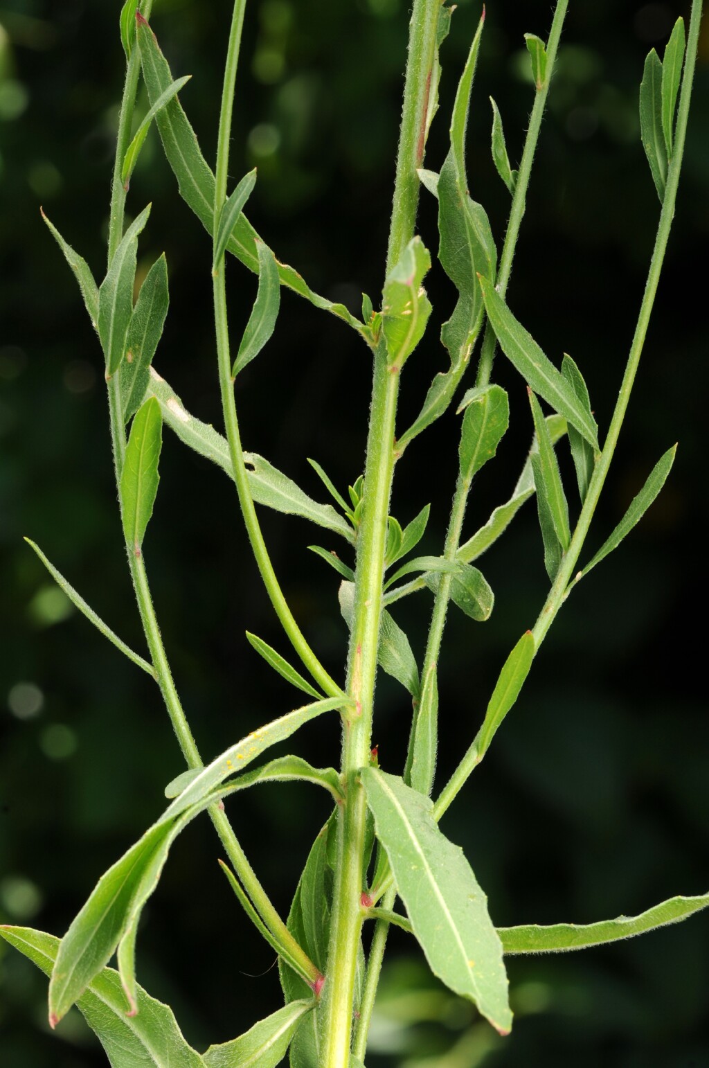 Oenothera (hero image)