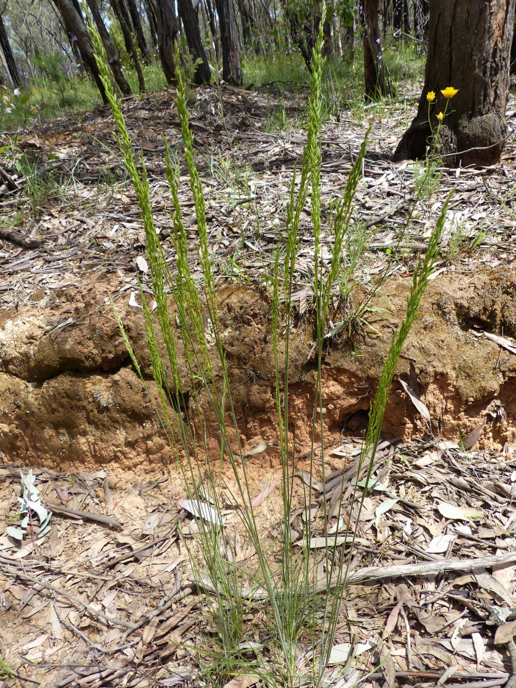 Poa morrisii (hero image)