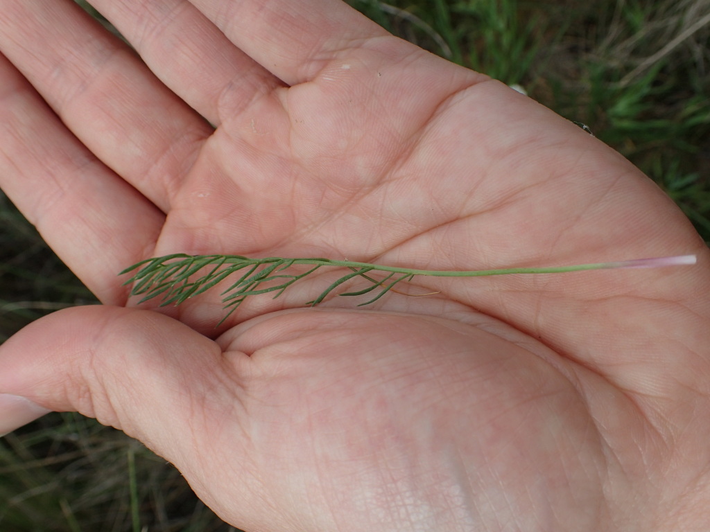 Calotis anthemoides (hero image)