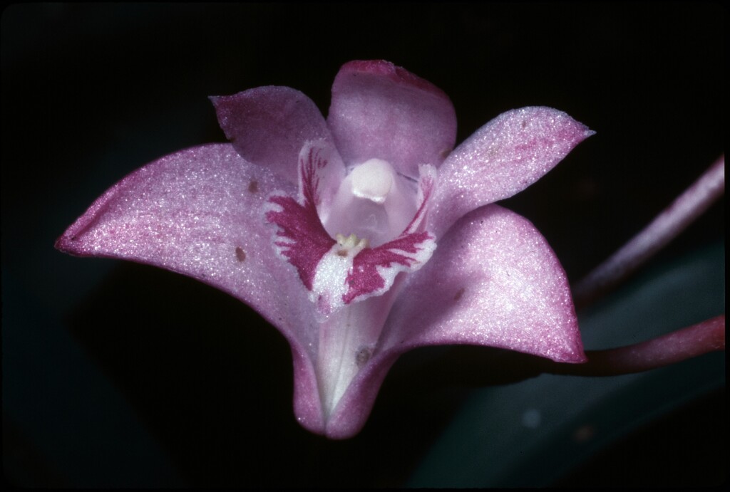 Dendrobium kingianum (hero image)