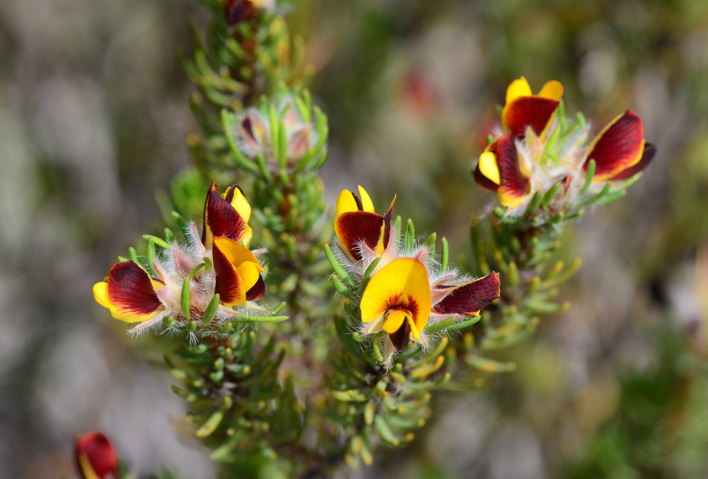 Pultenaea penna (hero image)