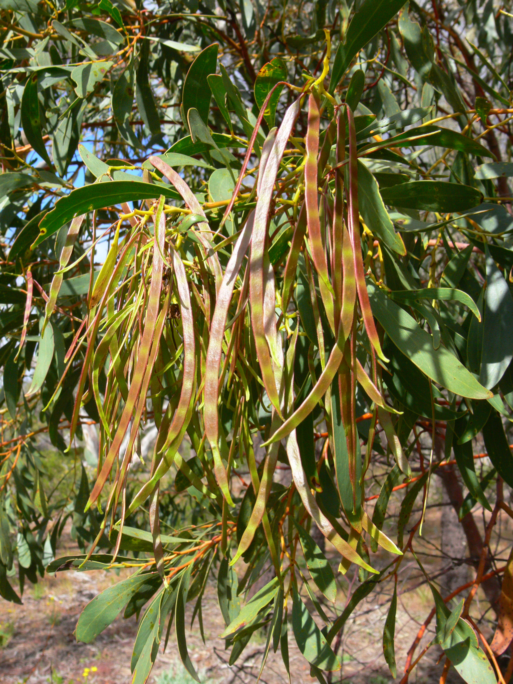 Acacia pycnantha (hero image)