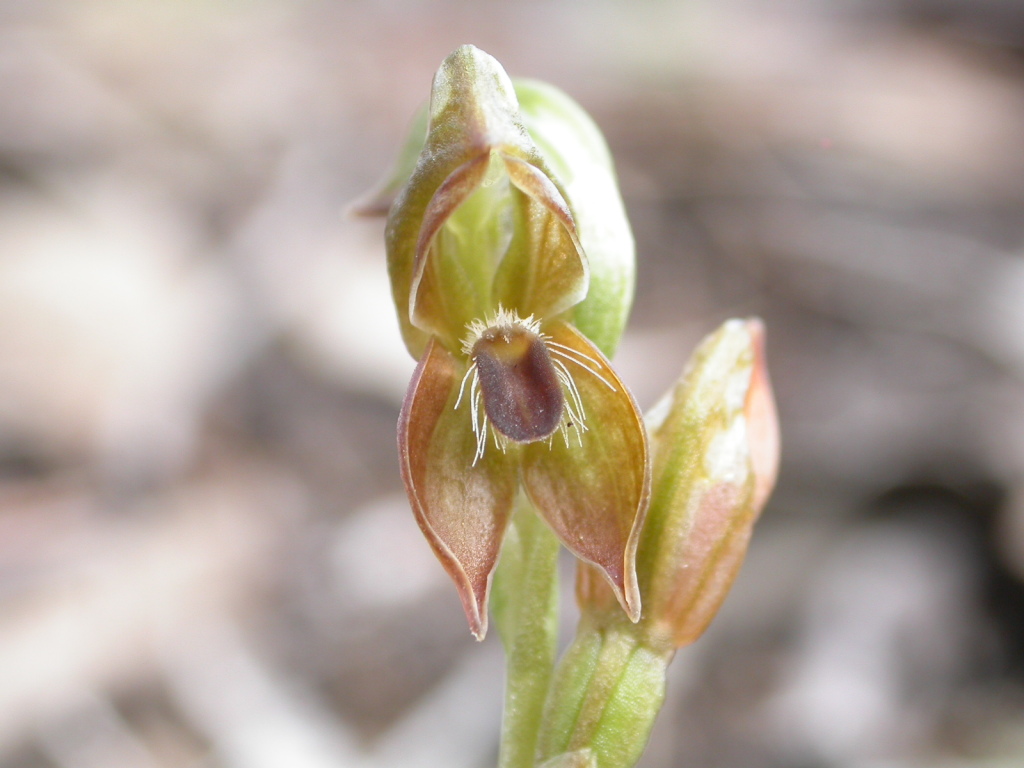 Pterostylis rufa (hero image)