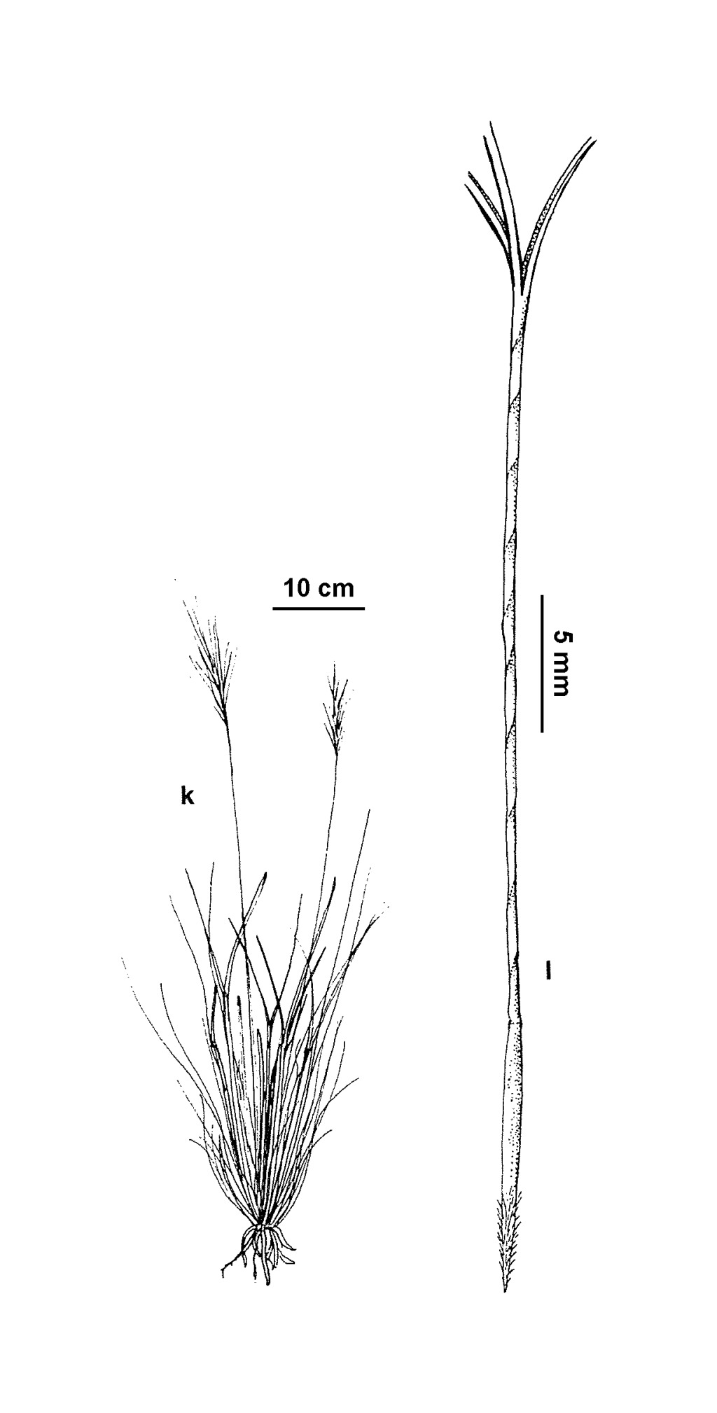 Aristida holathera var. holathera (hero image)