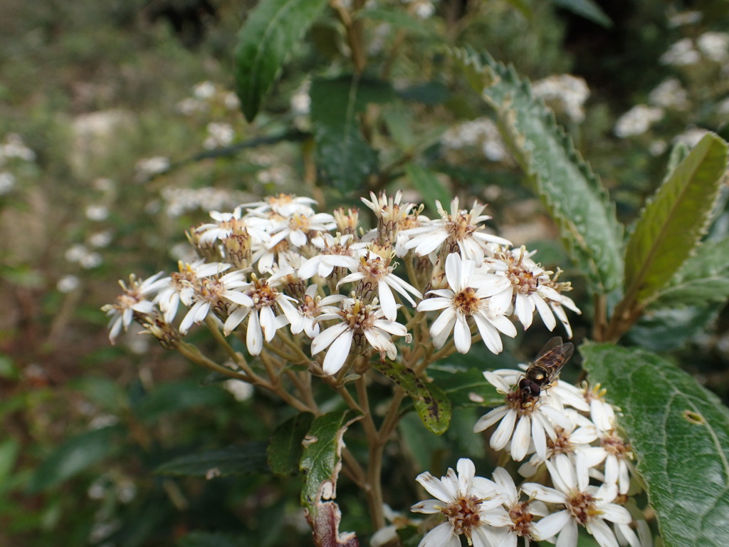 Olearia phlogopappa subsp. phlogopappa (hero image)