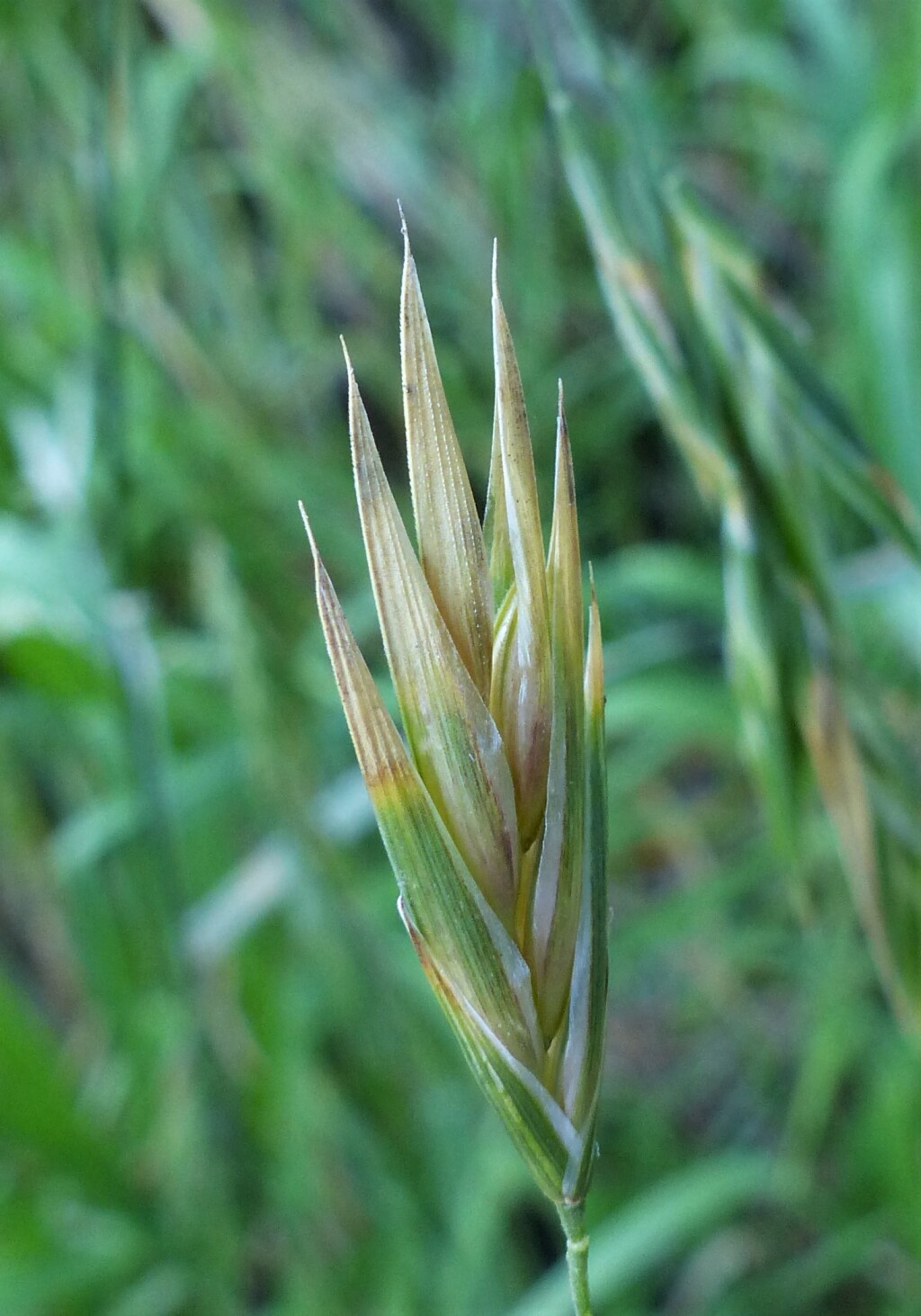 Bromus catharticus var. catharticus (hero image)