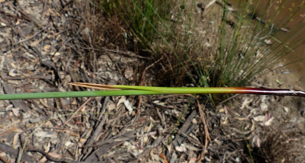 Juncus amabilis (hero image)