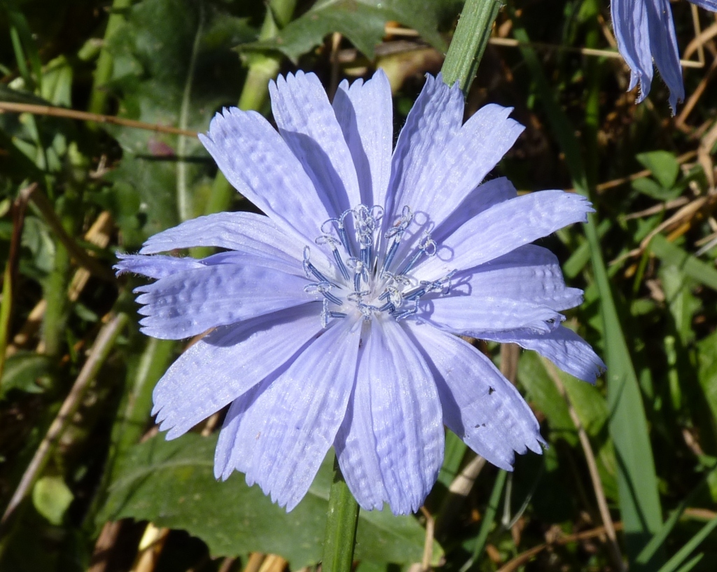 Cichorium (hero image)