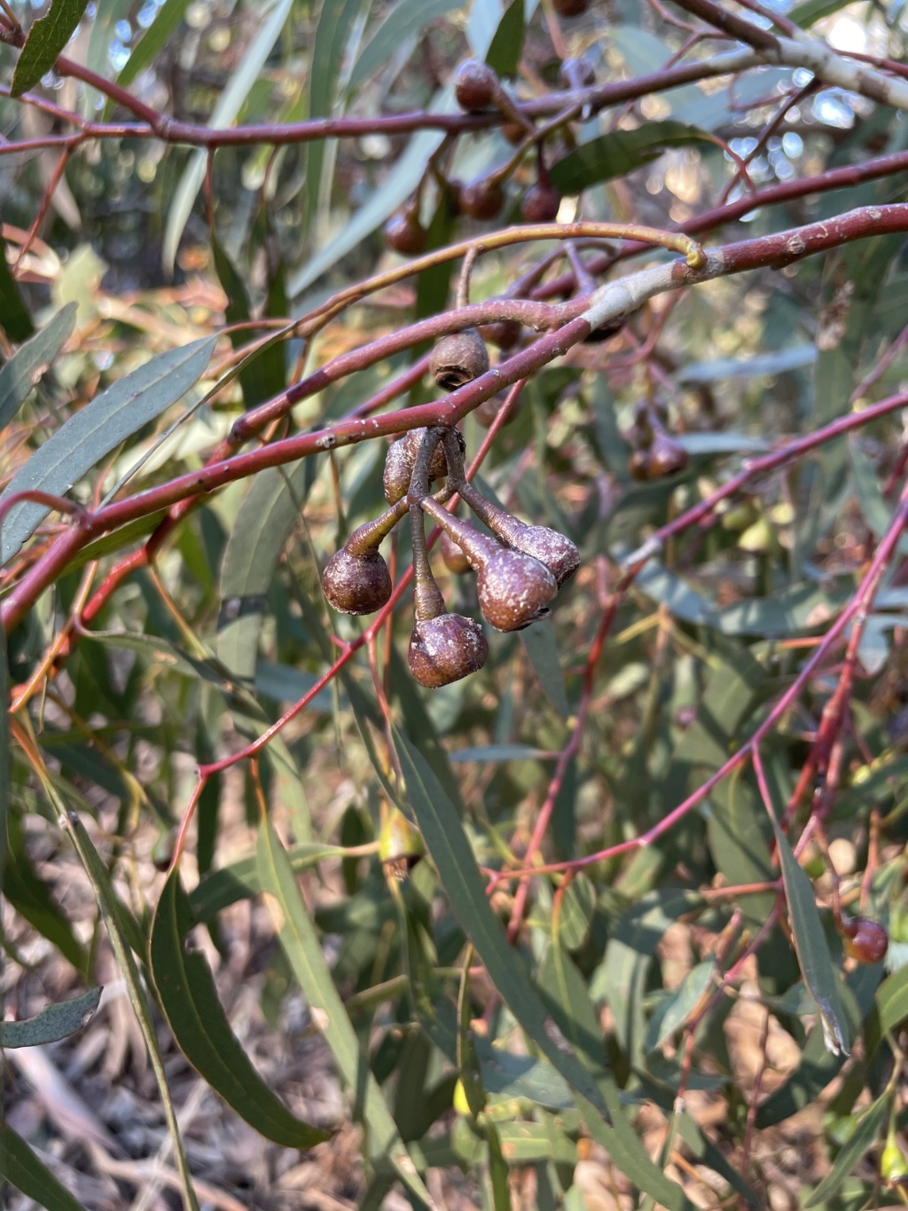 Eucalyptus leucoxylon subsp. connata (hero image)