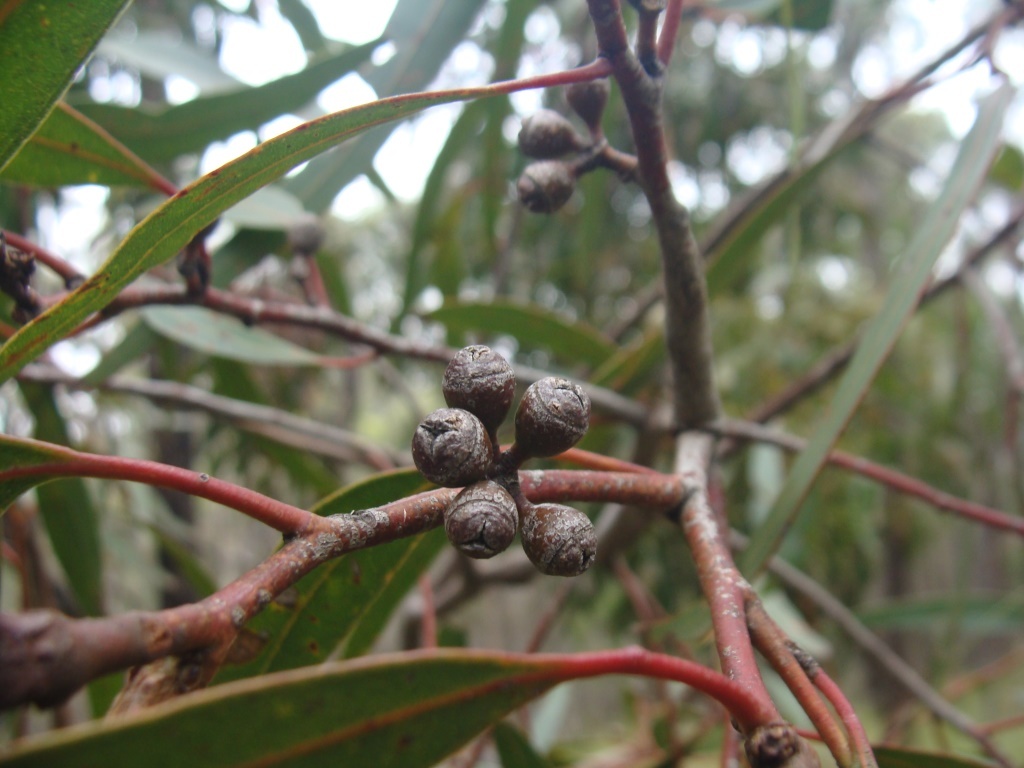 Eucalyptus fulgens (hero image)