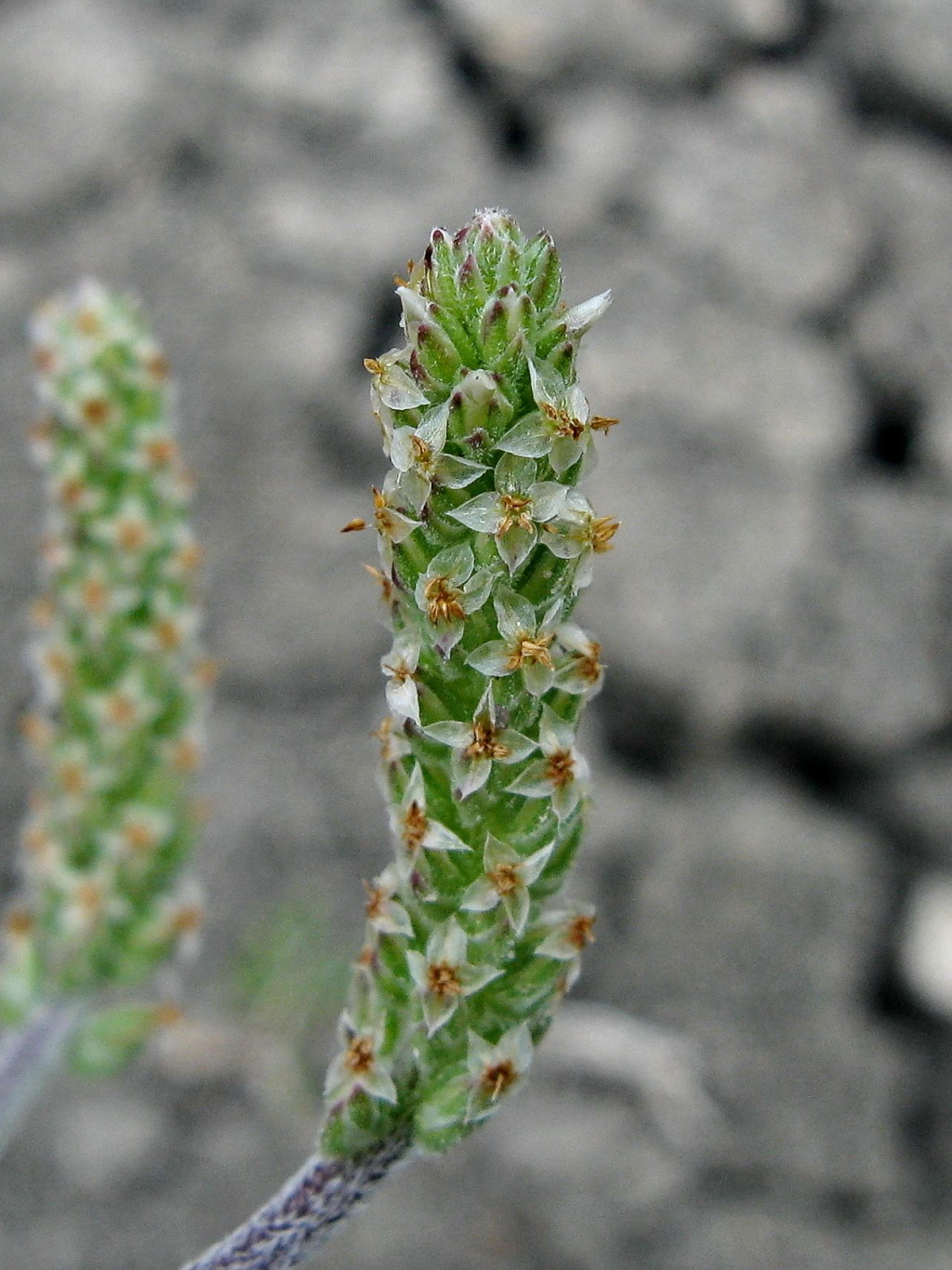 Plantago cunninghamii (hero image)
