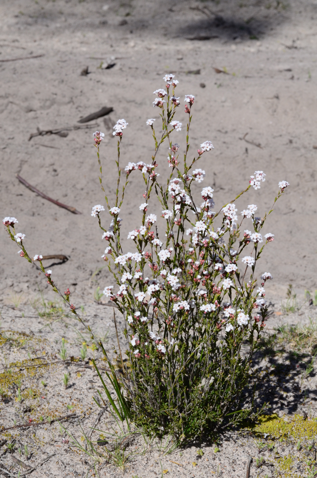 Leucopogon virgatus var. virgatus (hero image)