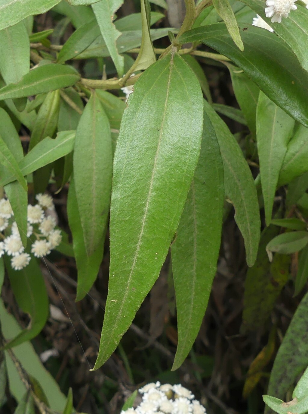 Ozothamnus stirlingii (hero image)