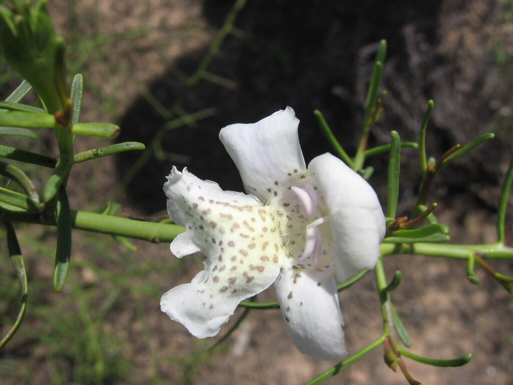 Eremophila polyclada (hero image)