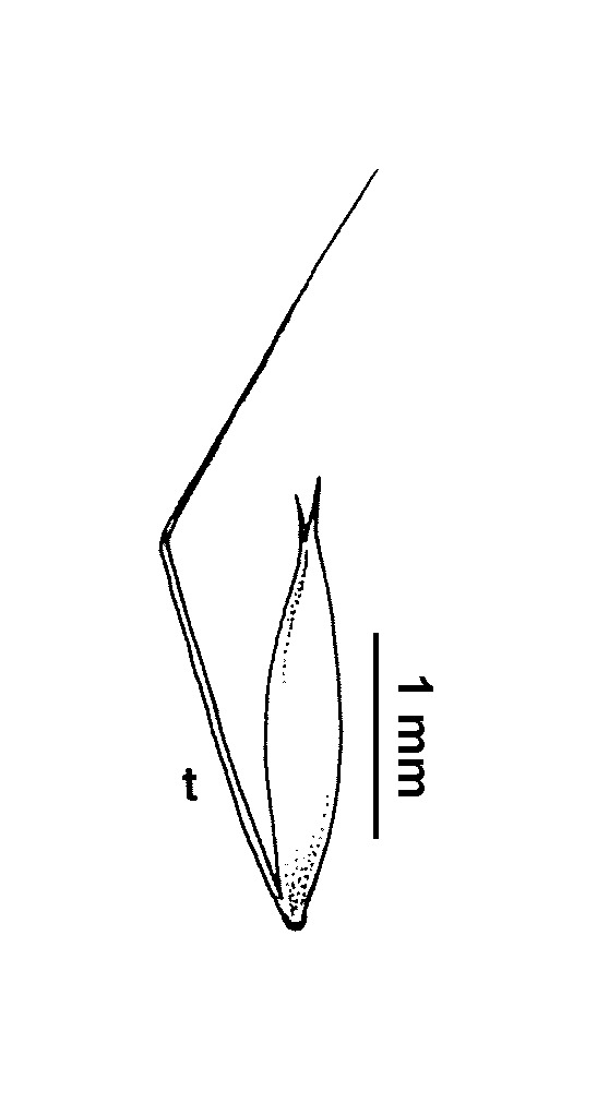 Agrostis capillaris var. aristata (hero image)