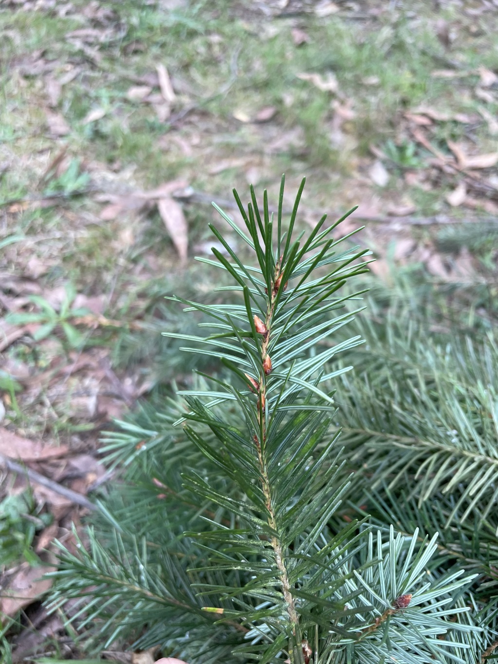 Pseudotsuga menziesii var. menziesii (hero image)