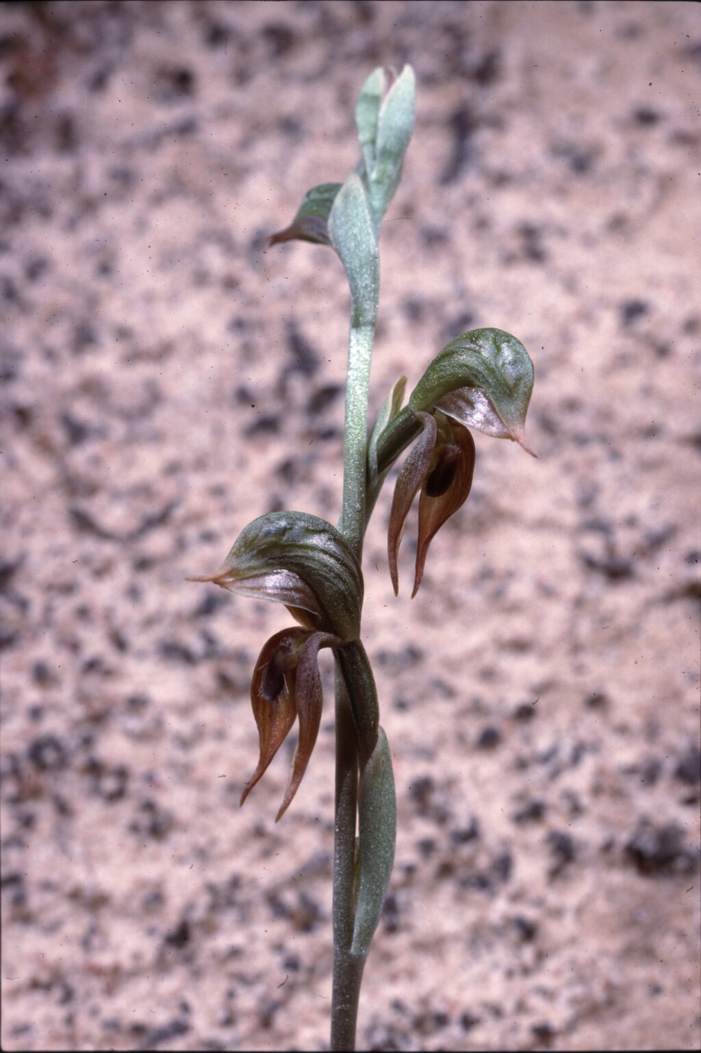 Pterostylis aciculiformis (hero image)