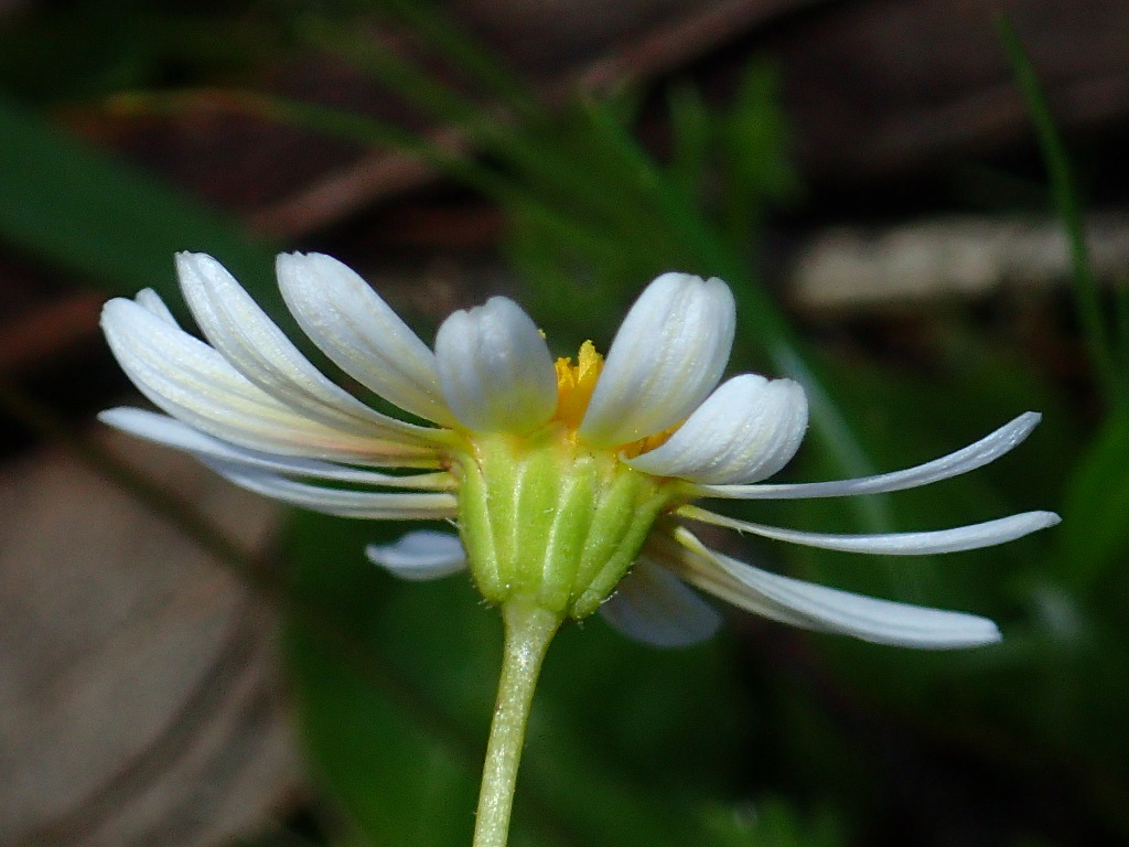 Brachyscome debilis (hero image)