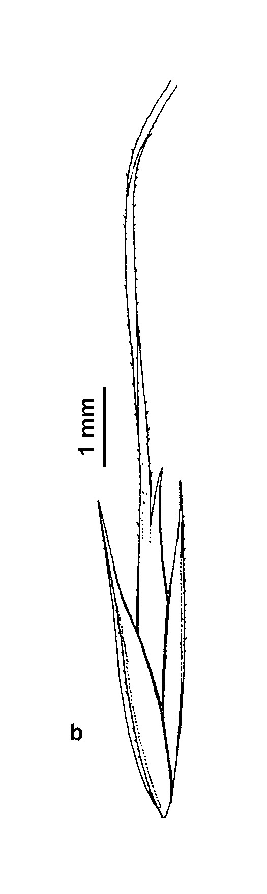 Dichelachne micrantha (hero image)