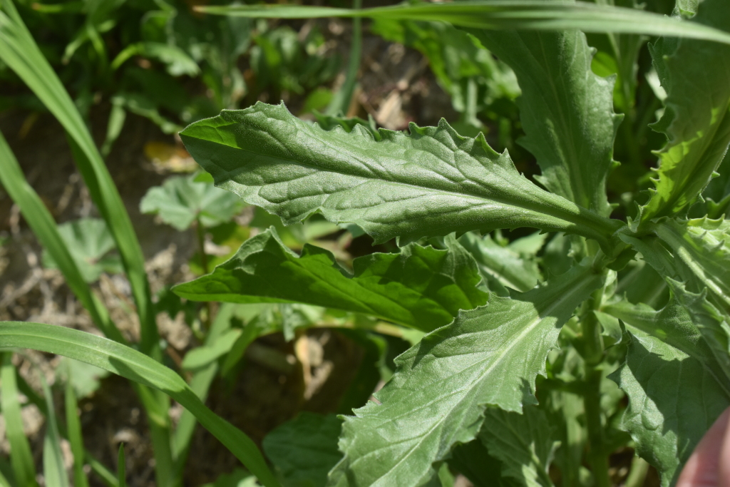 Lepidium draba (hero image)