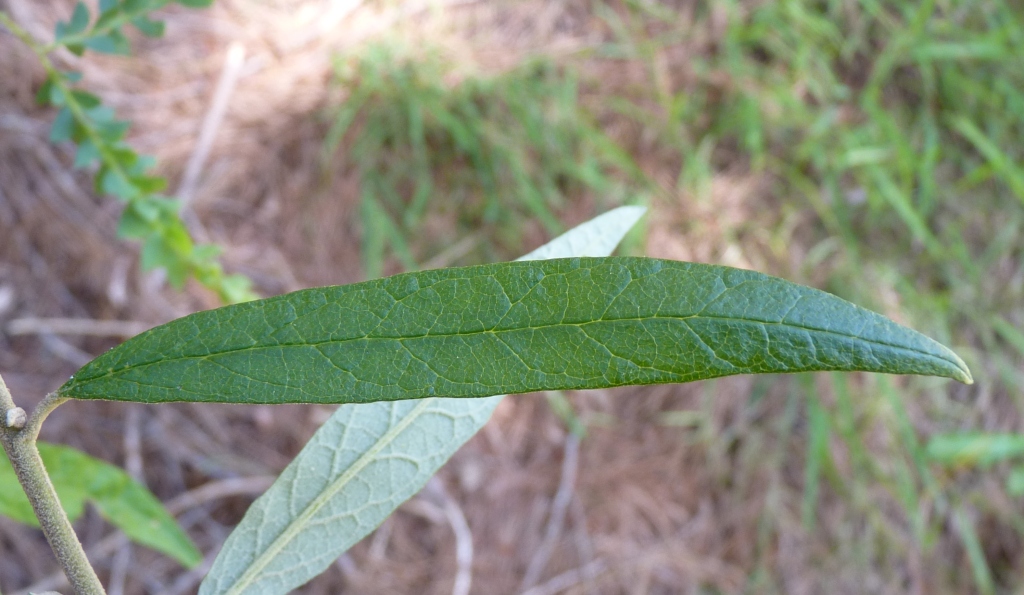 Olearia lirata (hero image)