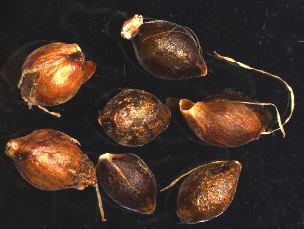 Gahnia melanocarpa (hero image)