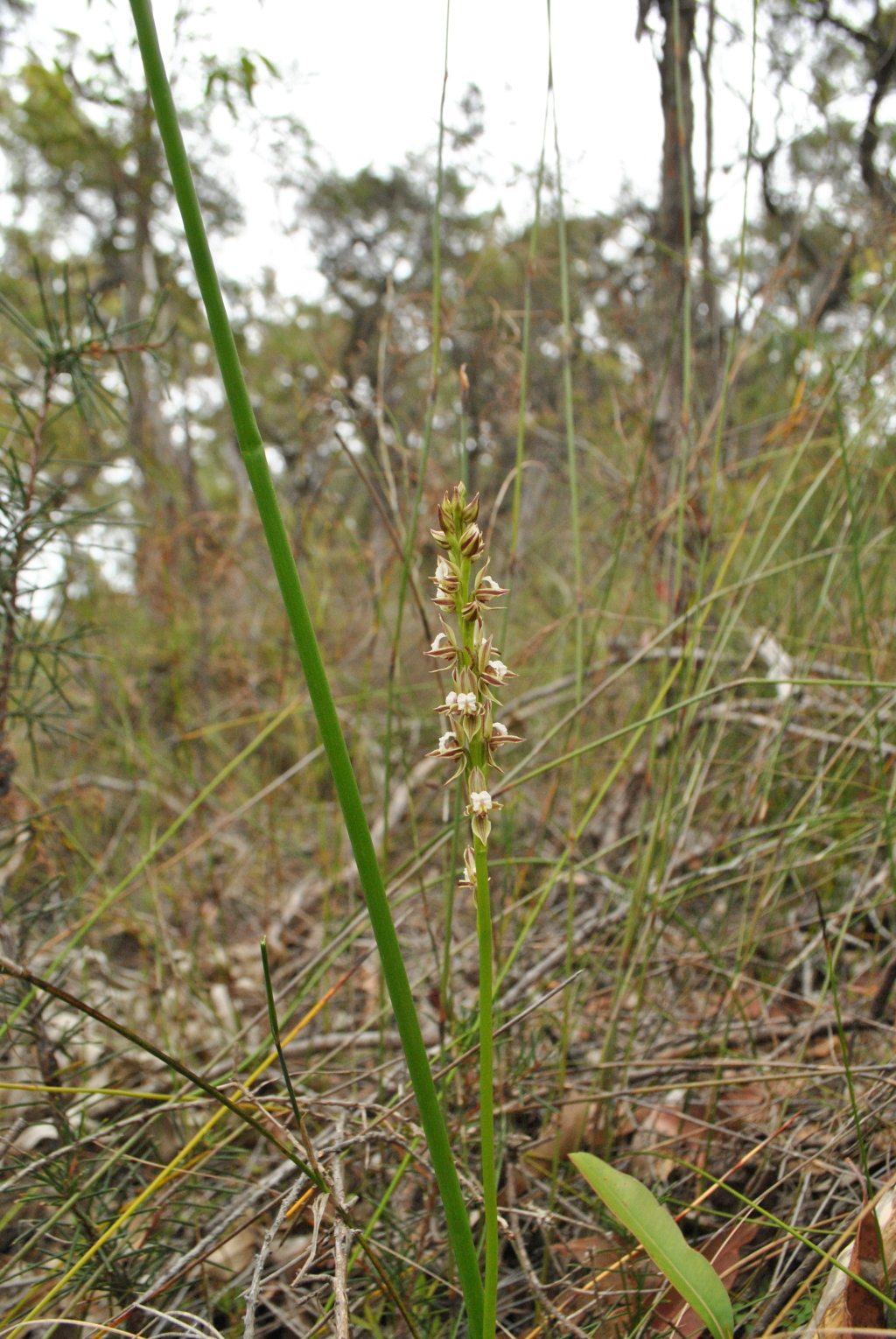 Prasophyllum australe (hero image)