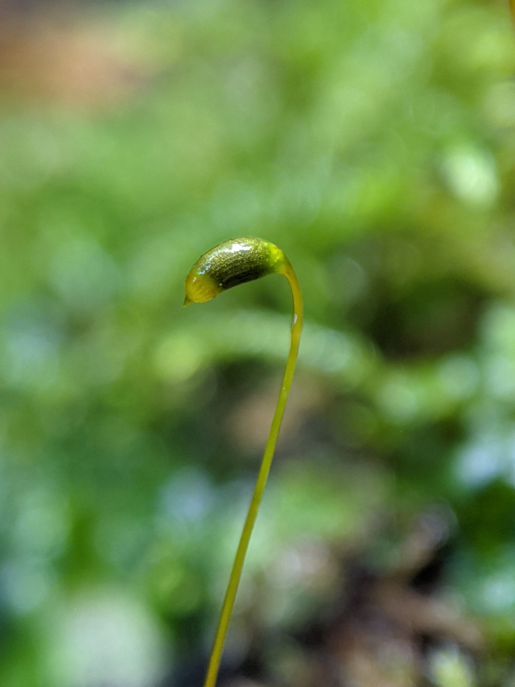 Lembophyllaceae (hero image)