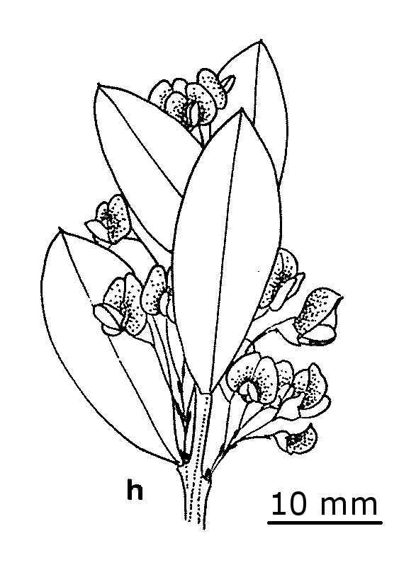 Daviesia mimosoides subsp. acris (hero image)