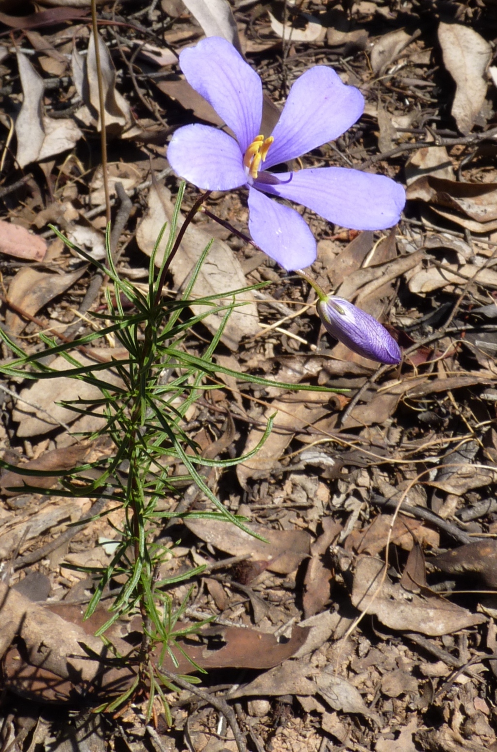 Cheiranthera linearis (hero image)