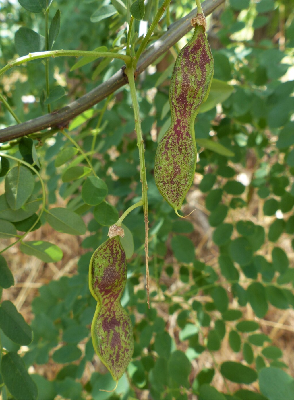 Robinia pseudoacacia (hero image)