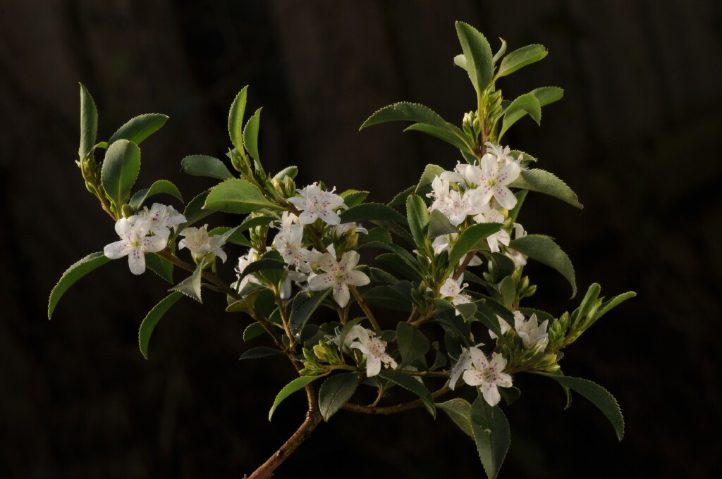 Myoporum petiolatum (hero image)